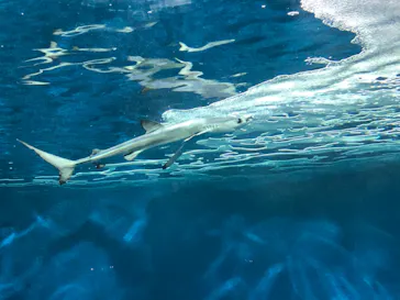 仙台うみの杜水族館に投稿された画像（2020/8/16）