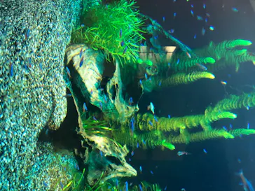 仙台うみの杜水族館に投稿された画像（2020/8/16）