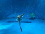 アクアワールド茨城県大洗水族館に投稿された画像（2020/8/16）