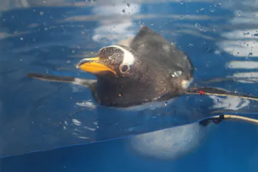 仙台うみの杜水族館に投稿された画像（2020/8/16）