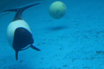仙台うみの杜水族館に投稿された画像（2020/8/16）