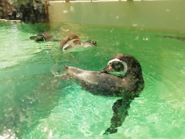 伊豆シャボテン動物公園に投稿された画像（2020/8/16）