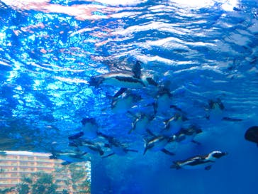 サンシャイン水族館に投稿された画像（2020/8/16）