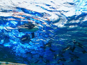 サンシャイン水族館に投稿された画像（2020/8/16）