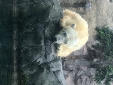 旭川市旭山動物園に投稿された画像（2020/8/16）