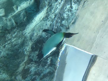 旭川市旭山動物園に投稿された画像（2020/8/16）