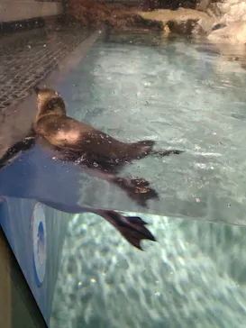 すみだ水族館に投稿された画像（2020/8/16）