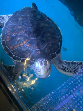 すみだ水族館に投稿された画像（2020/8/16）