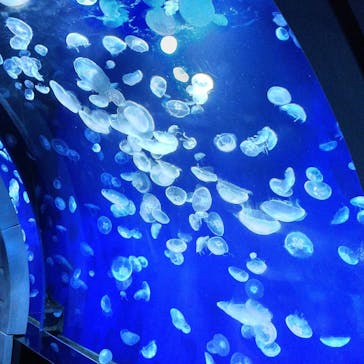 サンシャイン水族館に投稿された画像（2020/8/16）