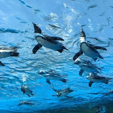 サンシャイン水族館に投稿された画像（2020/8/16）