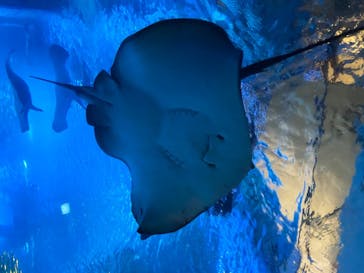 横浜・八景島シーパラダイスに投稿された画像（2020/8/16）