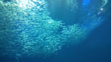 アクアワールド茨城県大洗水族館に投稿された画像（2020/8/16）