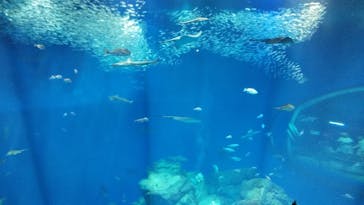 アクアワールド茨城県大洗水族館に投稿された画像（2020/8/16）