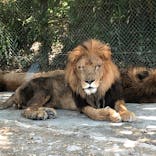 群馬サファリパークに投稿された画像（2020/8/16）