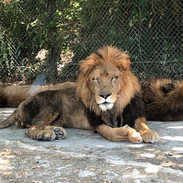 群馬サファリパークに投稿された画像（2020/8/16）