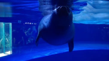 サンシャイン水族館に投稿された画像（2020/8/16）