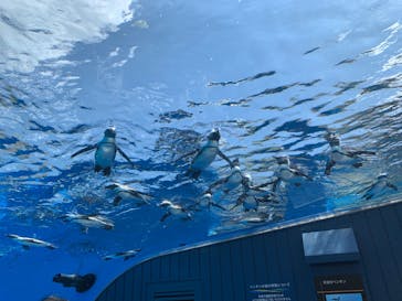 サンシャイン水族館に投稿された画像（2020/8/16）