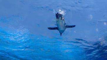 サンシャイン水族館に投稿された画像（2020/8/16）