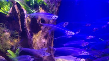 サンシャイン水族館に投稿された画像（2020/8/16）