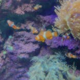 サンシャイン水族館に投稿された画像（2020/8/16）