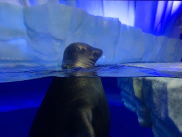 サンシャイン水族館に投稿された画像（2020/8/16）