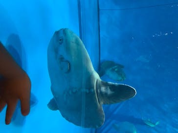 アクアワールド茨城県大洗水族館に投稿された画像（2020/8/16）
