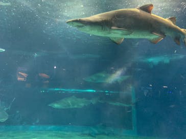 アクアワールド茨城県大洗水族館に投稿された画像（2020/8/16）