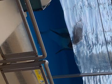 アクアワールド茨城県大洗水族館に投稿された画像（2020/8/16）