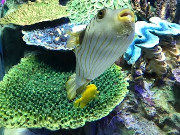 サンシャイン水族館に投稿された画像（2020/8/16）