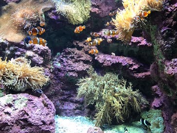 サンシャイン水族館に投稿された画像（2020/8/16）