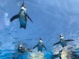 サンシャイン水族館に投稿された画像（2020/8/16）