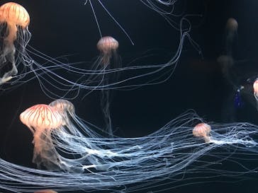 サンシャイン水族館に投稿された画像（2020/8/16）