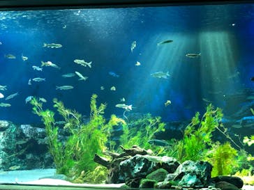 サンシャイン水族館に投稿された画像（2020/8/16）