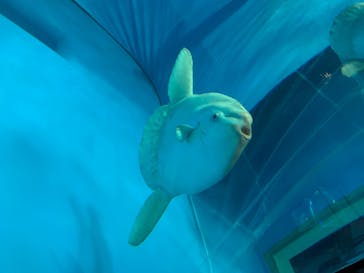 アクアワールド茨城県大洗水族館に投稿された画像（2020/8/16）