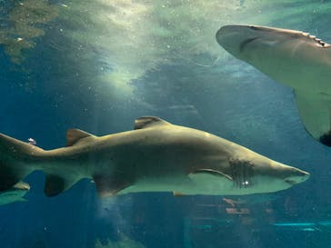 アクアワールド茨城県大洗水族館に投稿された画像（2020/8/16）