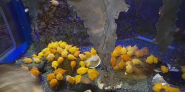 新江ノ島水族館に投稿された画像（2020/8/16）