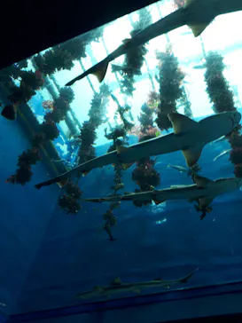 仙台うみの杜水族館に投稿された画像（2020/8/16）