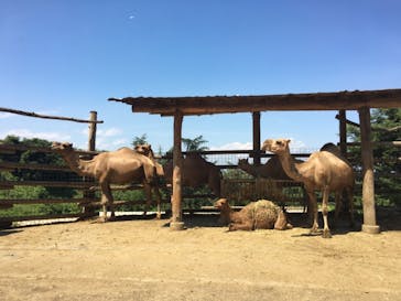 群馬サファリパークに投稿された画像（2020/8/16）