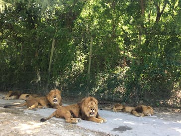 群馬サファリパークに投稿された画像（2020/8/16）