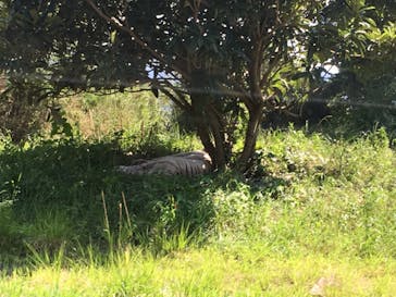 群馬サファリパークに投稿された画像（2020/8/16）