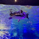 すみだ水族館に投稿された画像（2020/8/16）