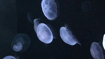 サンシャイン水族館に投稿された画像（2020/8/16）