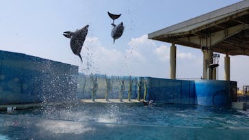 新江ノ島水族館に投稿された画像（2020/8/16）