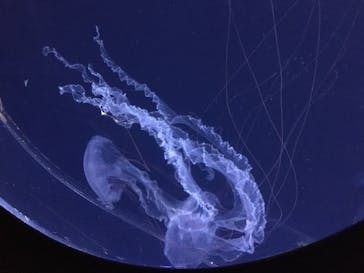 新江ノ島水族館に投稿された画像（2020/8/16）