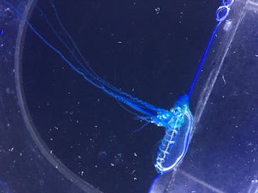 新江ノ島水族館に投稿された画像（2020/8/16）