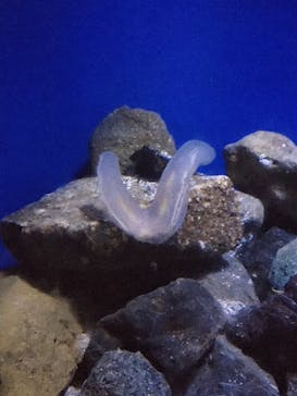 新江ノ島水族館に投稿された画像（2020/8/16）