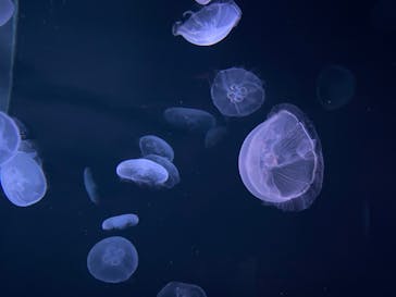 サンシャイン水族館に投稿された画像（2020/8/16）