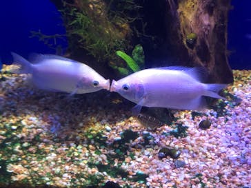 サンシャイン水族館に投稿された画像（2020/8/16）