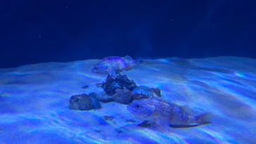 サンシャイン水族館に投稿された画像（2020/8/16）