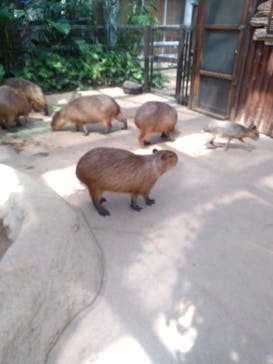 神戸どうぶつ王国に投稿された画像（2020/8/16）